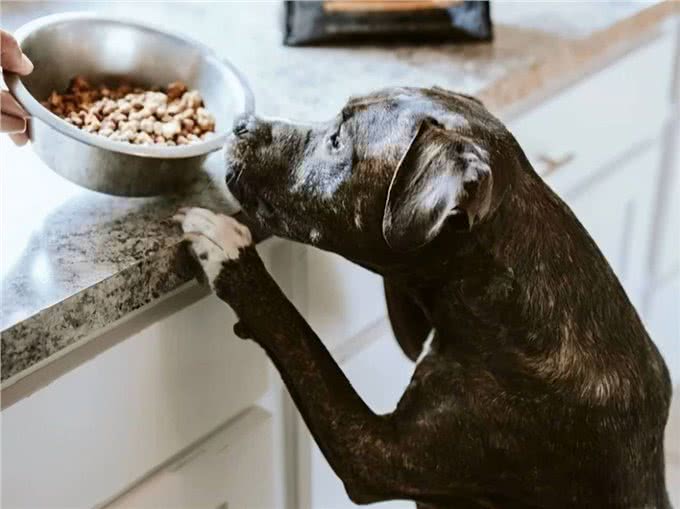 狗狗这几个特征,说明它不聪明,你家的占了几个?