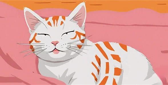 9个生活特征，证明猫过得很好，全有就说明猫跟着你很享福