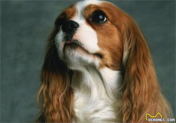 无毛犬摸上去热热的，自己却冷得发抖!盘点这些有趣的狗狗