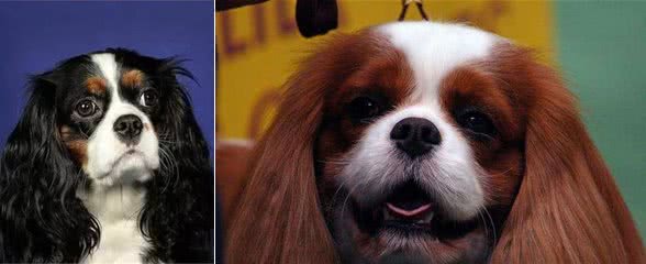 无毛犬摸上去热热的，自己却冷得发抖!盘点这些有趣的狗狗