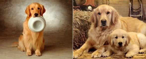 养好金毛犬!应对金毛犬挑食家长们要这么做!