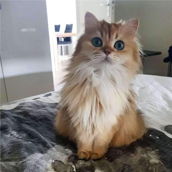 金吉拉猫的知识科普