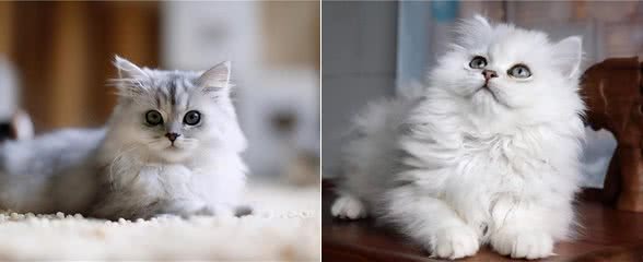 金吉拉猫的知识科普