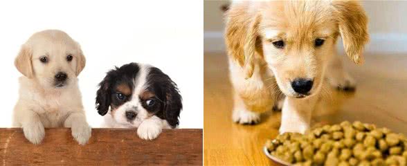 饲养幼犬的注意事项，你知道几个?