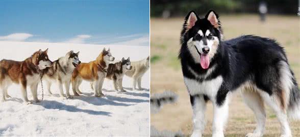 雪橇犬阿拉斯加训练哪招强?