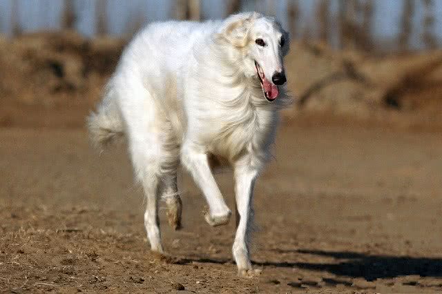 俄罗斯猎狼犬：此狗生性敏捷，动作激烈，捕猎速度超强!