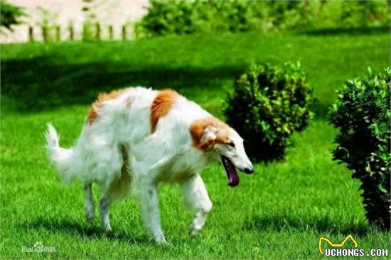 俄罗斯猎狼犬：此狗生性敏捷，动作激烈，捕猎速度超强!