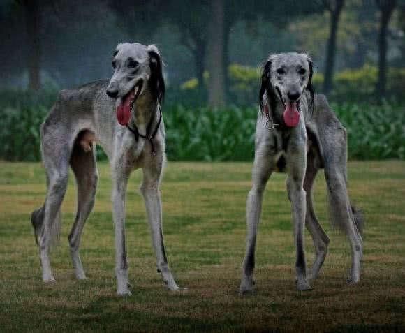 俄罗斯猎狼犬：此狗生性敏捷，动作激烈，捕猎速度超强!