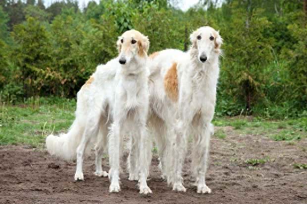 俄罗斯猎狼犬：此狗生性敏捷，动作激烈，捕猎速度超强!