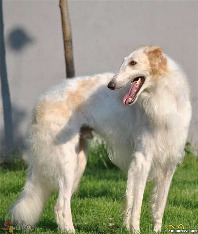 俄罗斯猎狼犬：此狗生性敏捷，动作激烈，捕猎速度超强!