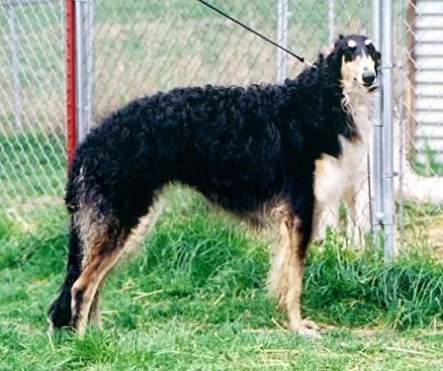 俄罗斯猎狼犬：此狗生性敏捷，动作激烈，捕猎速度超强!