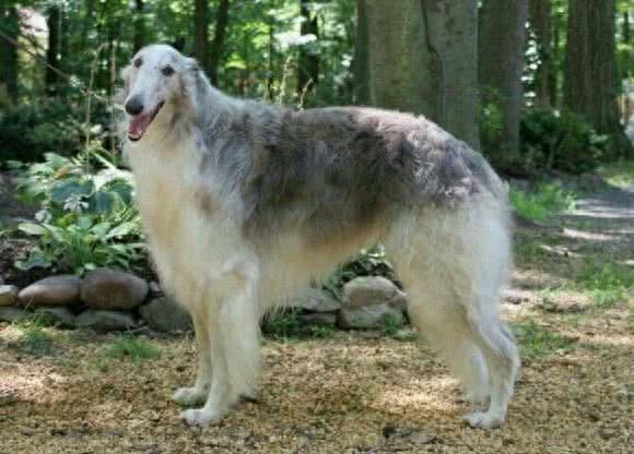 俄罗斯猎狼犬：此狗生性敏捷，动作激烈，捕猎速度超强!