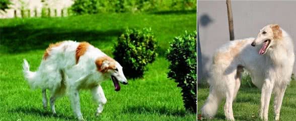 俄罗斯猎狼犬：此狗生性敏捷，动作激烈，捕猎速度超强!