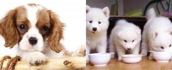 你一定不会错过的幼犬喂养知识!