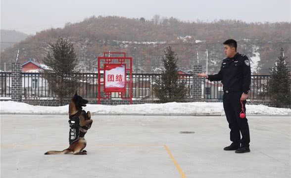 龙井边境检查站稳步推进警犬训练管理工作