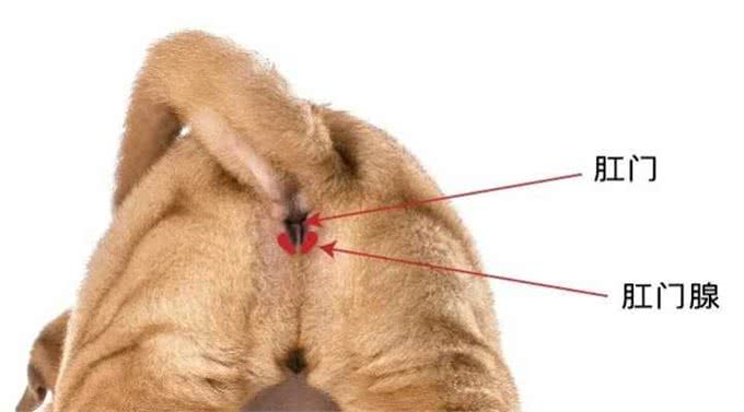 什么情况需要给狗狗挤肛门腺,长期不挤肛门腺的后果你知道吗?