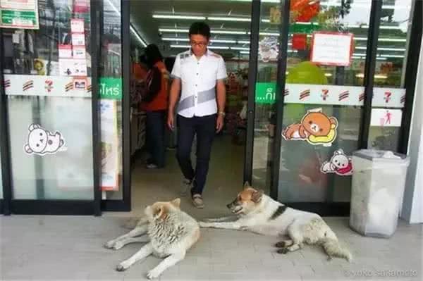 狗怕热能不赶走，就让它们多呆会吧