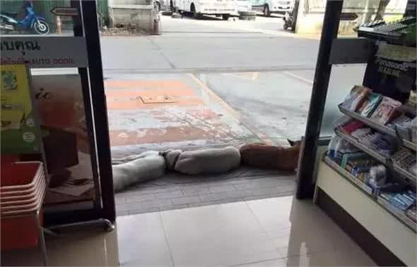 狗怕热能不赶走，就让它们多呆会吧