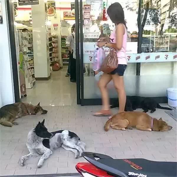 狗怕热能不赶走，就让它们多呆会吧
