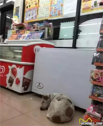 狗怕热能不赶走，就让它们多呆会吧