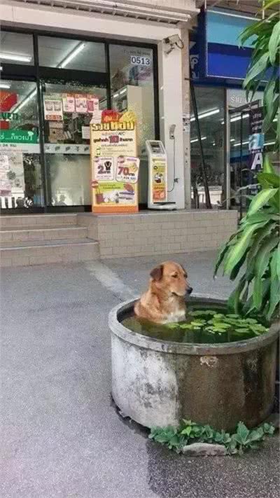 狗怕热能不赶走，就让它们多呆会吧