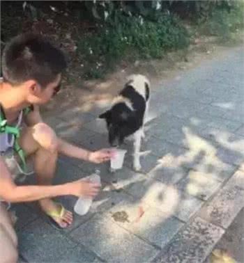 狗怕热能不赶走，就让它们多呆会吧