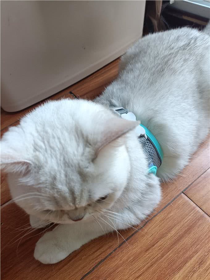 宠物零食,贵的真比便宜的好吗?