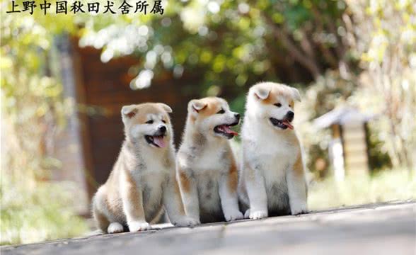 日系秋田犬的发展历史