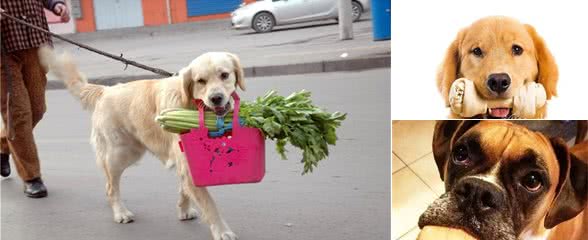 狗狗爱咬怎么办