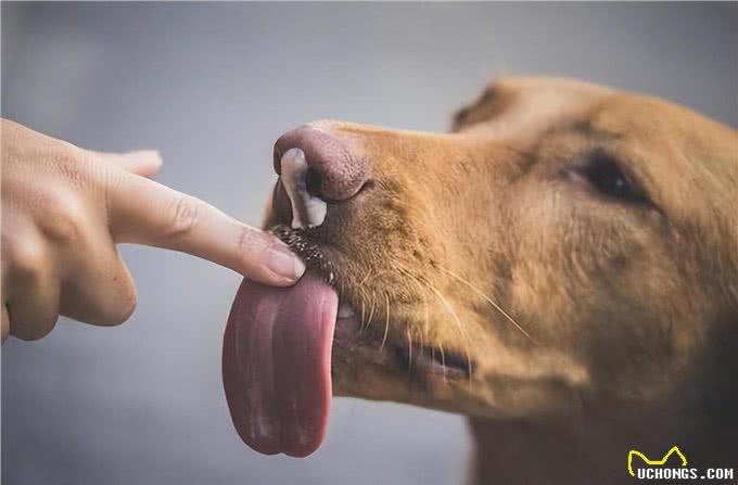 若狗舔你，别觉得脏，其实含义有很多