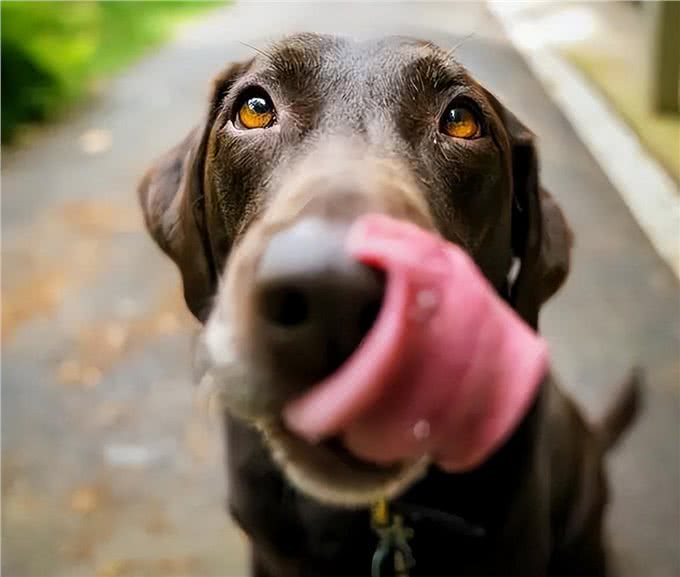 若狗舔你，别觉得脏，其实含义有很多