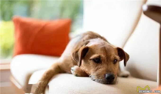 若狗舔你，别觉得脏，其实含义有很多