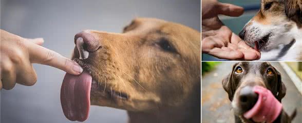 若狗舔你，别觉得脏，其实含义有很多