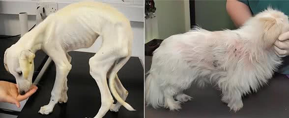 狗狗日渐消瘦，背后的秘密你知道吗?