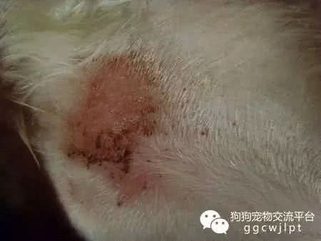 经验丨狗狗湿疹的原因分析与治疗方法!