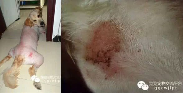 经验丨狗狗湿疹的原因分析与治疗方法!