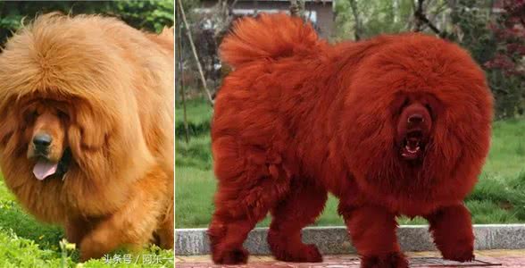 世界恶犬之藏獒，忠心护主的尊贵高傲之犬