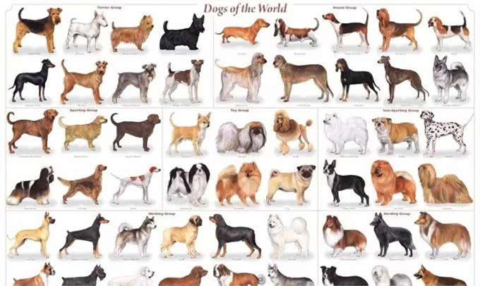 幼犬需要学会的10件事,附训练方法链接