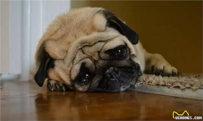 幼犬需要学会的10件事,附训练方法链接