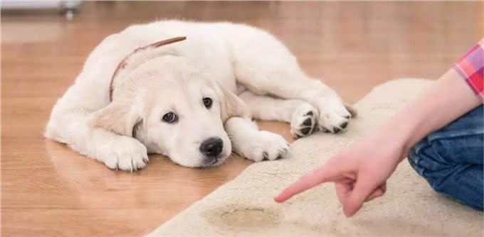 幼犬需要学会的10件事,附训练方法链接