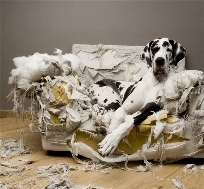 幼犬需要学会的10件事,附训练方法链接