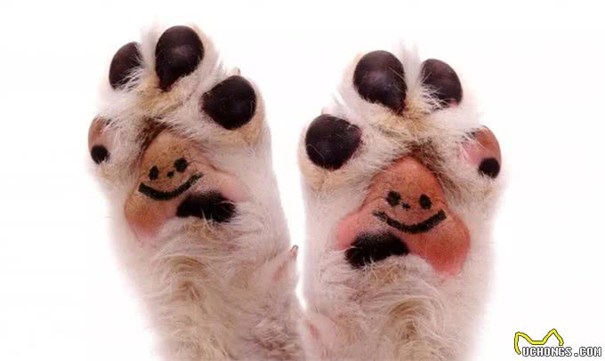 幼犬需要学会的10件事,附训练方法链接