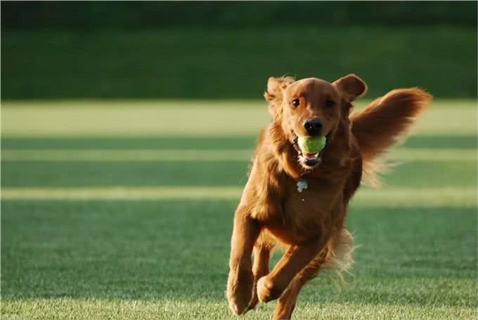 幼犬需要学会的10件事,附训练方法链接