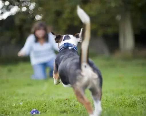 幼犬需要学会的10件事,附训练方法链接