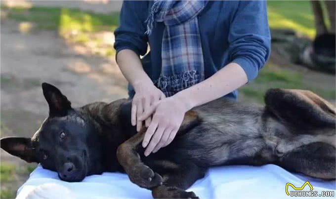 幼犬需要学会的10件事,附训练方法链接