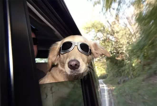 幼犬需要学会的10件事,附训练方法链接