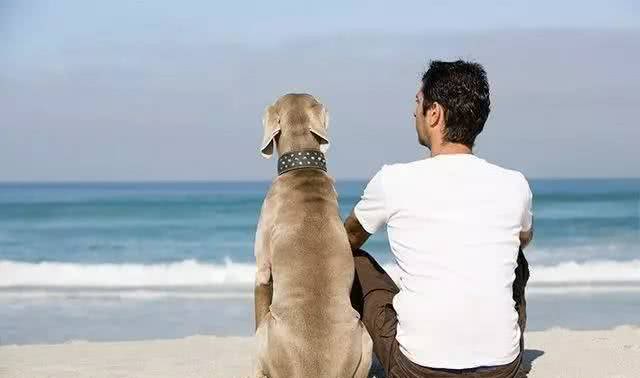 幼犬需要学会的10件事,附训练方法链接