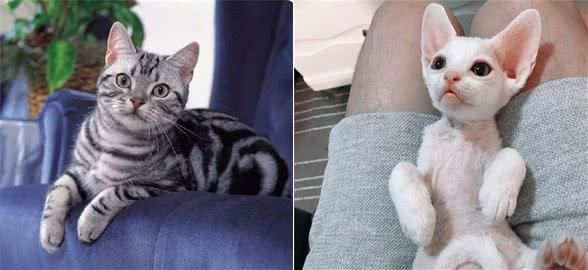 如果白送你一只猫，这10种猫，你想带谁回家
