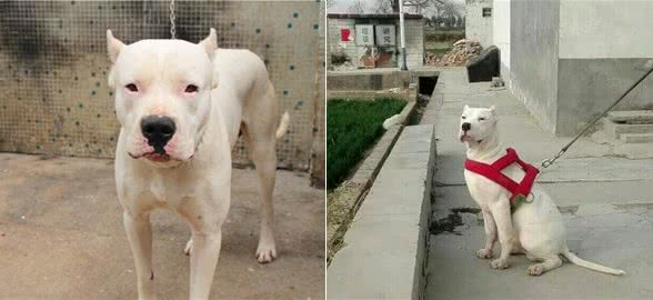 杜高犬属于世界级猛犬的第几名?