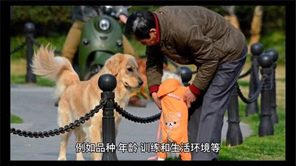狗的智商—养狗经验分享